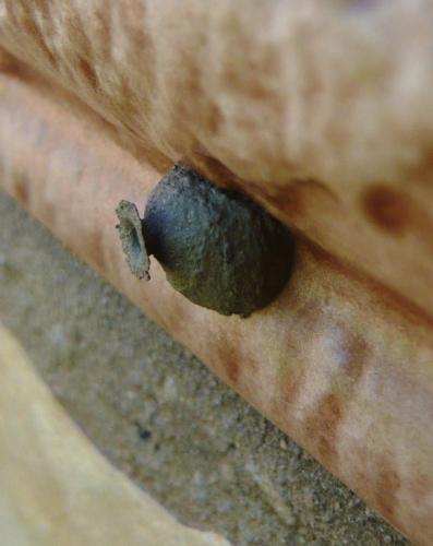 Eumenes sp.